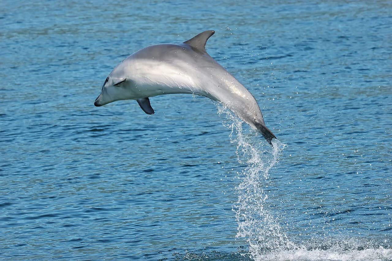 Dolphins in Setúbal: Where to Watch and Boat Trip Costs