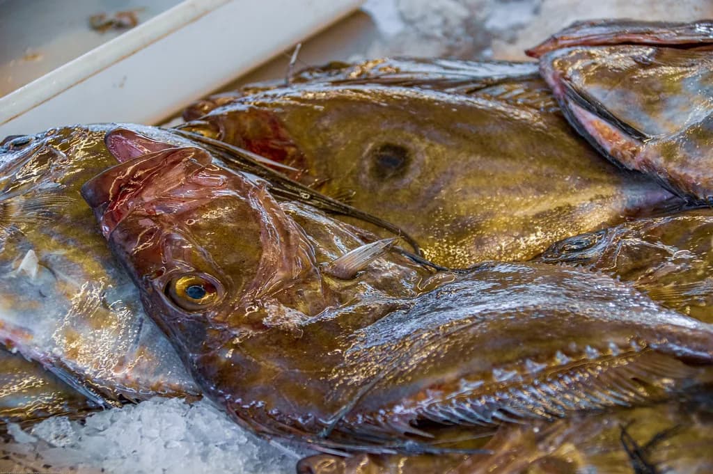Praça do Peixe, Aveiro: the Fish Market Square Guide
