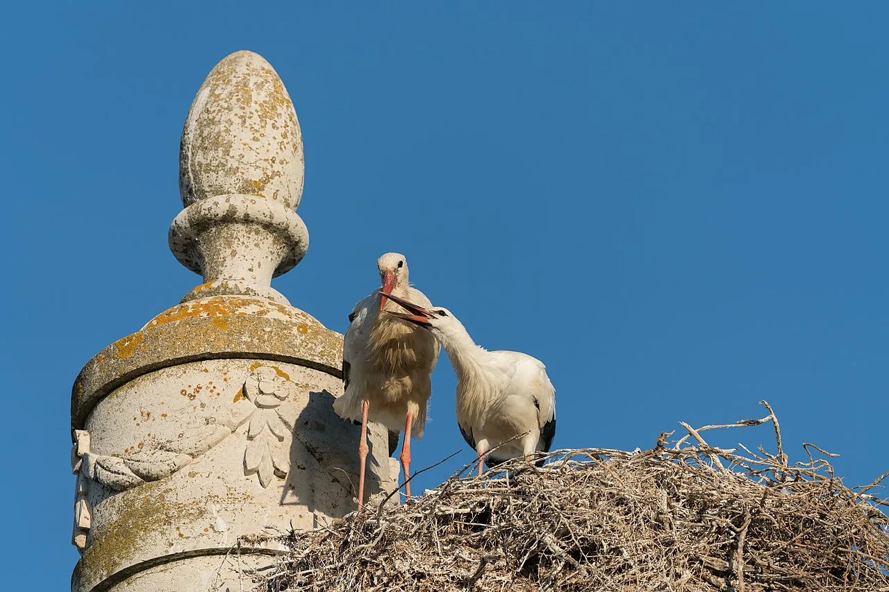 White storks nesting on top of the Arco da Vila in Faro.