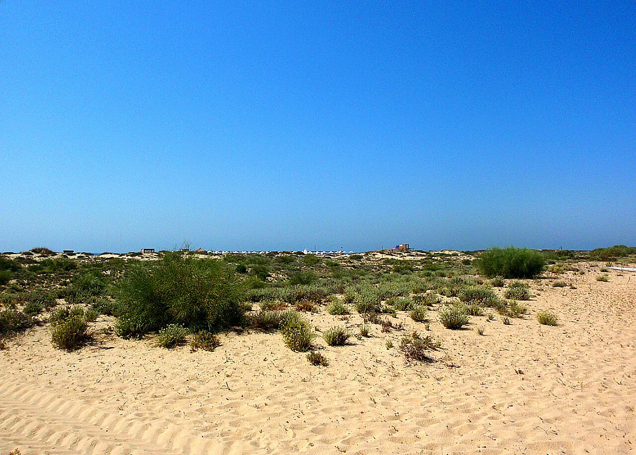 Sand dunes and scrub on Tavira Island.