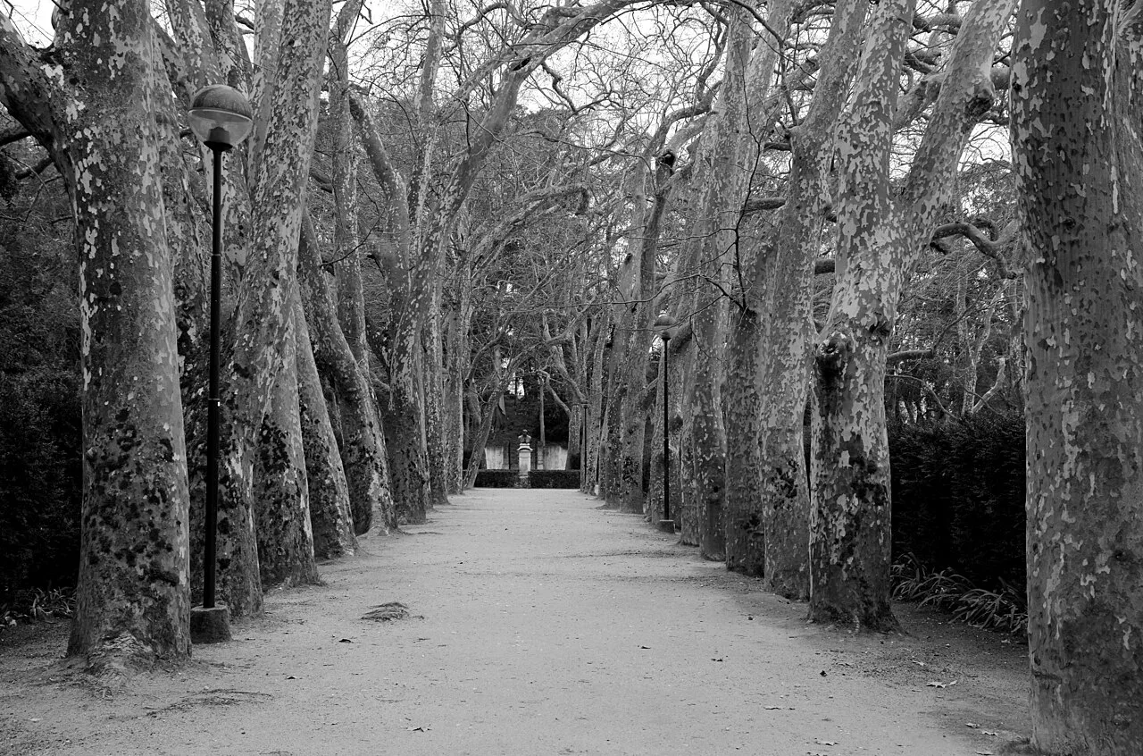 An avenue of plane trees in Parque D. Carlos I, Caldas da Rainha.
