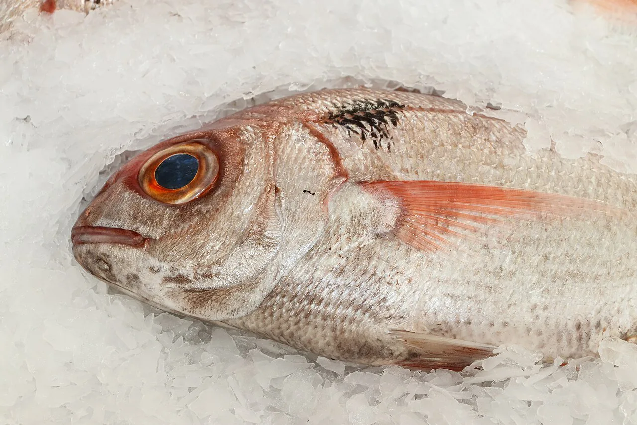 A blackspot seabream on ice at the fish market of the Mercado dos Lavradores in Funchal.