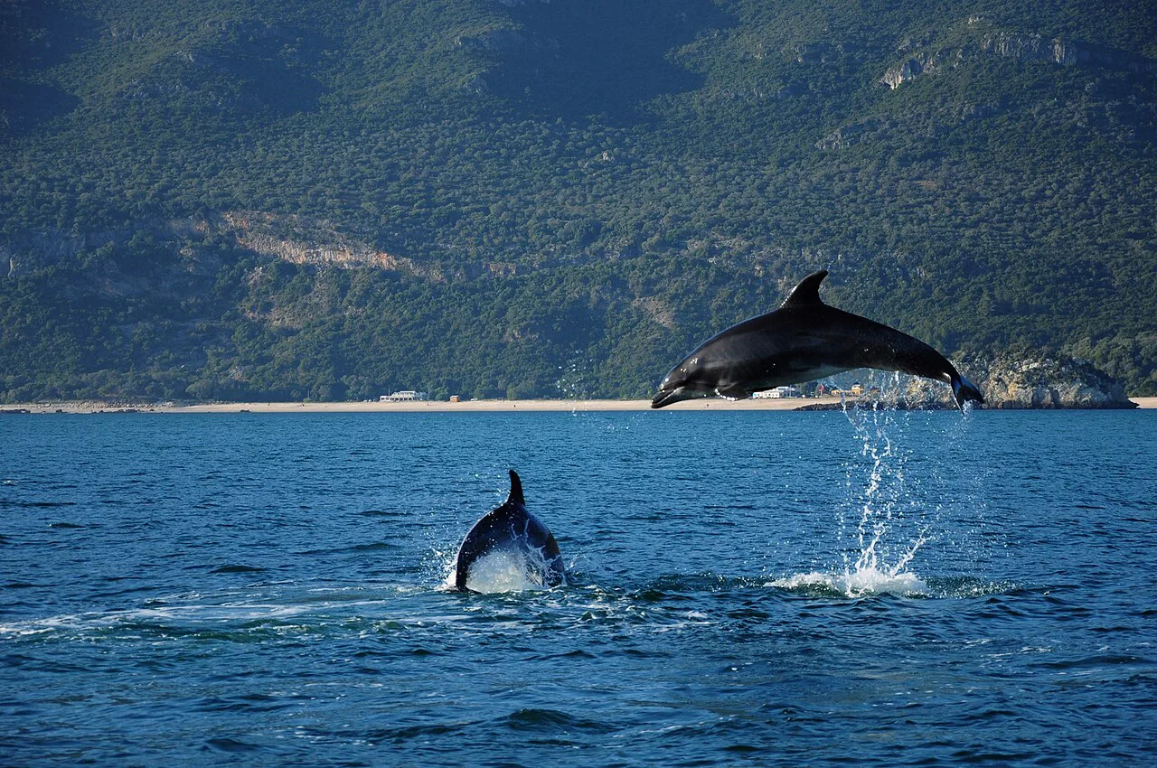 Bottlenose dolphins in the Sado estuary near Setúbal.