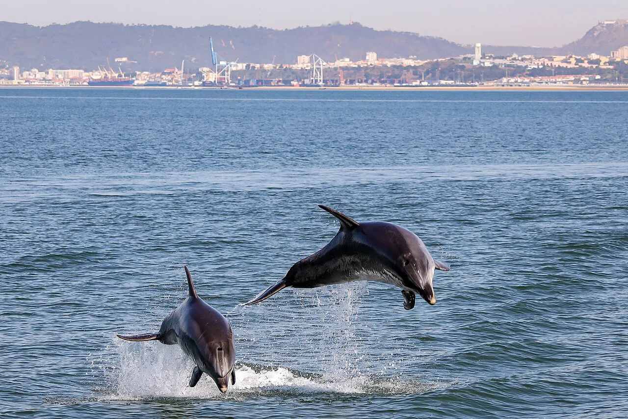 Two bottlenose dolphins leaping in the Sado estuary.