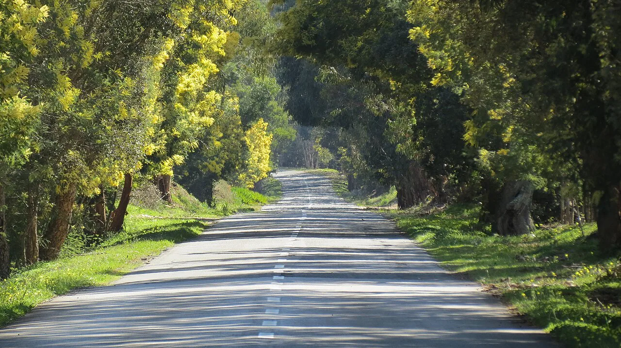 A quiet tree-lined country road in the Alentejo.