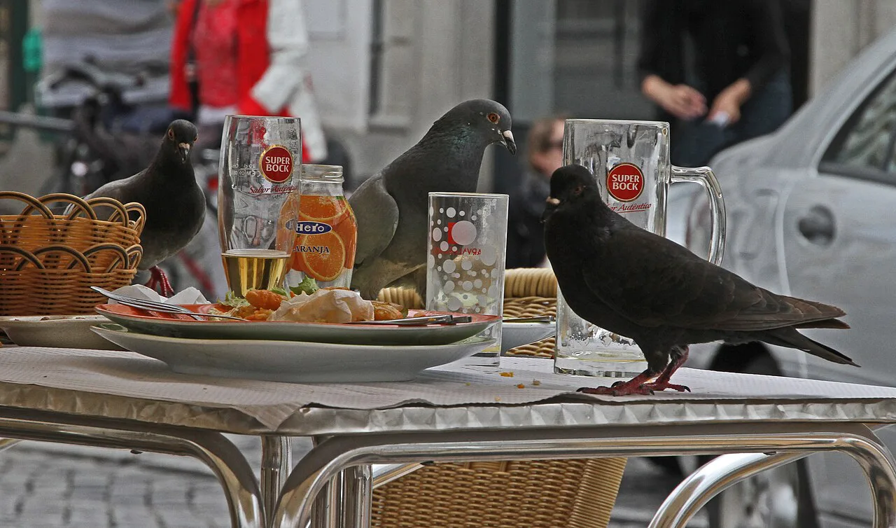 Pigeons on an outdoor table at Restaurante Giraldo in Évora.