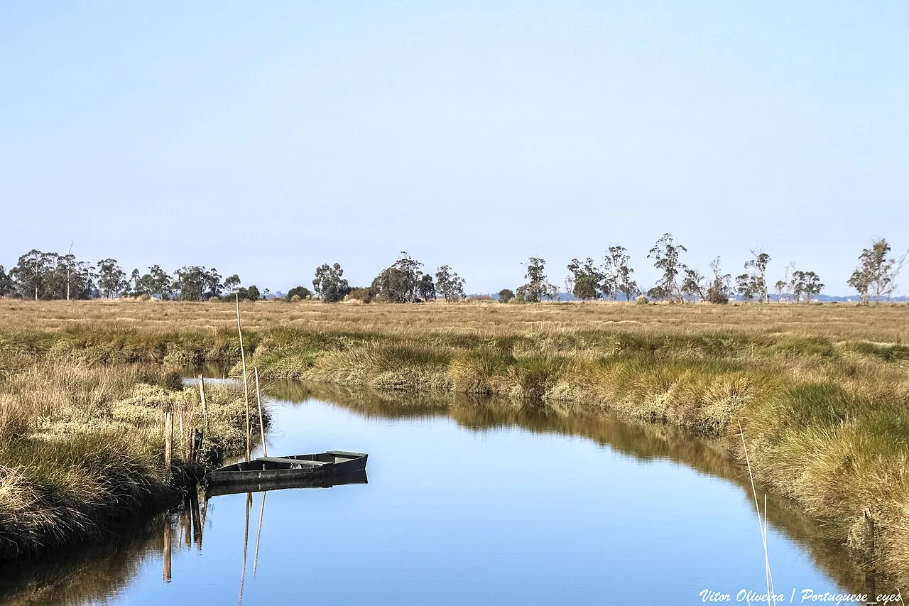 A channel winding through reed beds in the Ria de Aveiro.