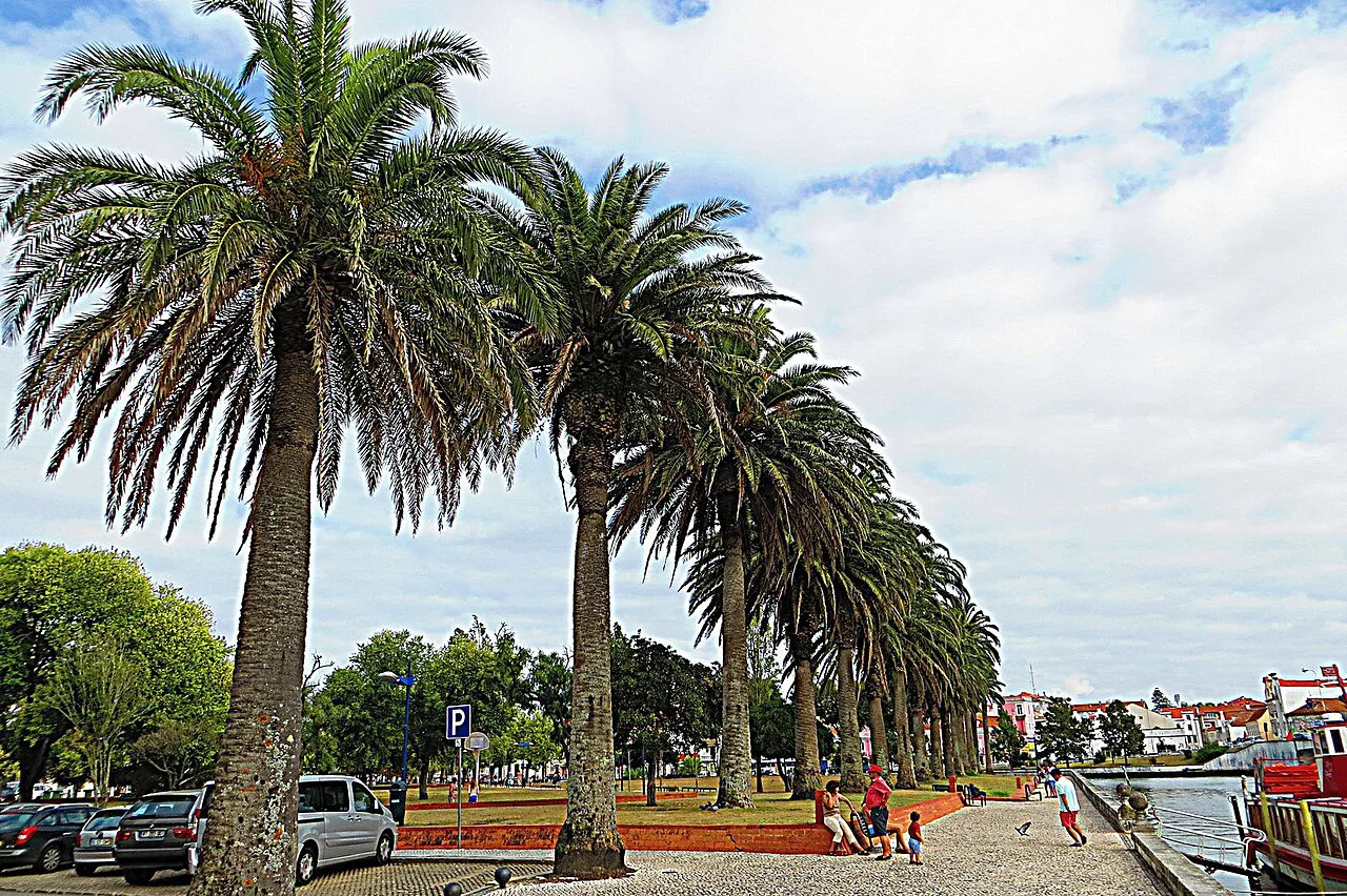 A row of palm trees in the Jardim do Rossio in Aveiro.