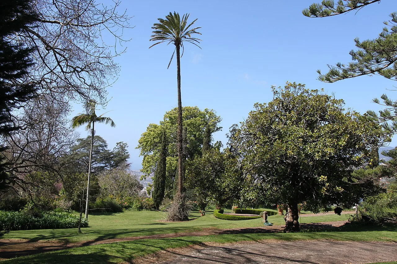 Lawns, palms and mature trees in the gardens of Quinta do Palheiro Ferreiro in Funchal.