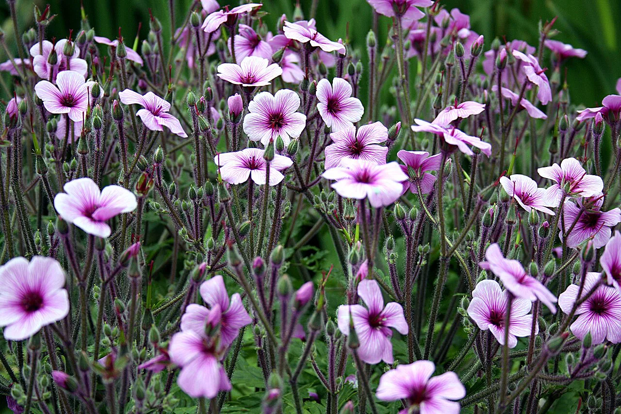 Geranium maderense, a plant endemic to Madeira, in flower in the Palheiro Gardens in Funchal.