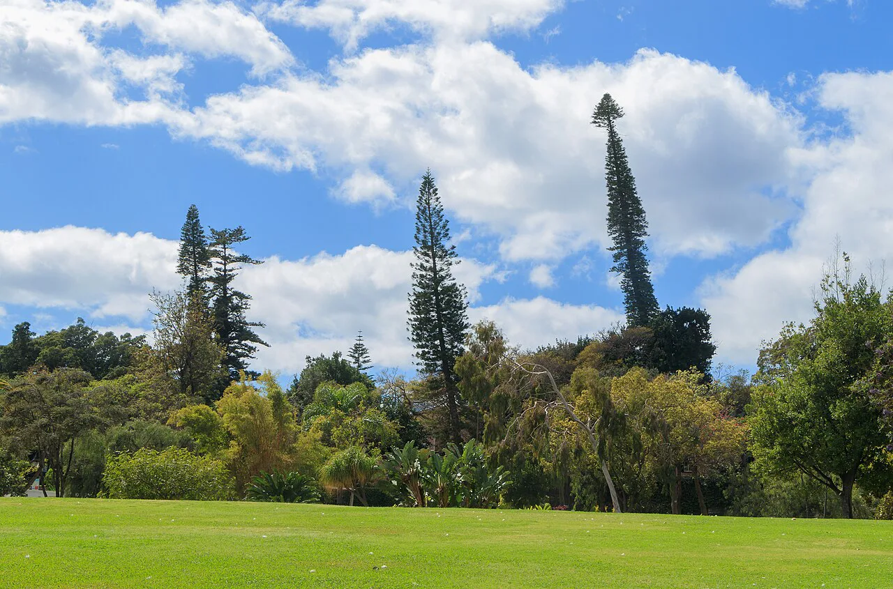 Lawns and tall trees in Santa Catarina Park in Funchal, Madeira.