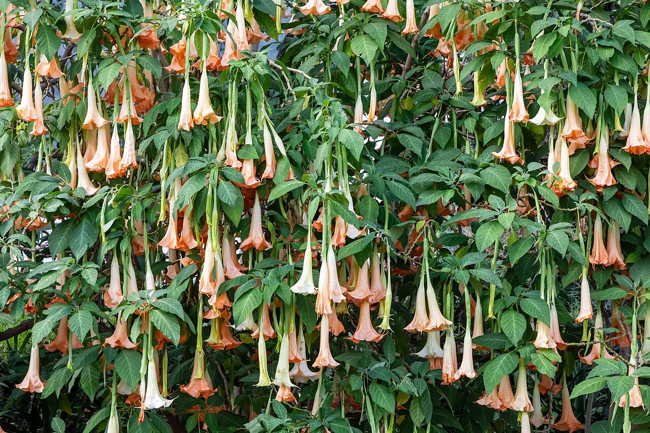 A flowering trumpet tree in Santa Catarina Park in Funchal, Madeira.