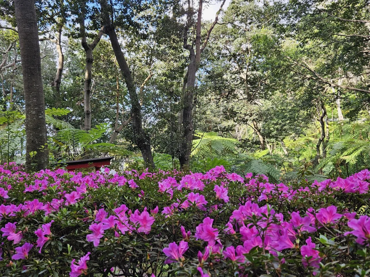 Pink flowers beneath tall trees at Monte Palace Tropical Garden in Funchal.
