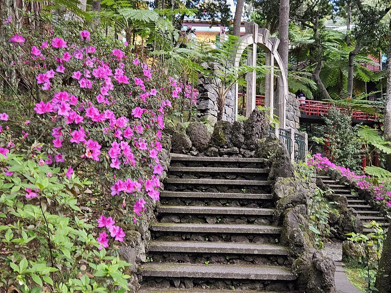 Flowering shrubs beside stone steps in the Monte Palace Tropical Garden, Funchal.
