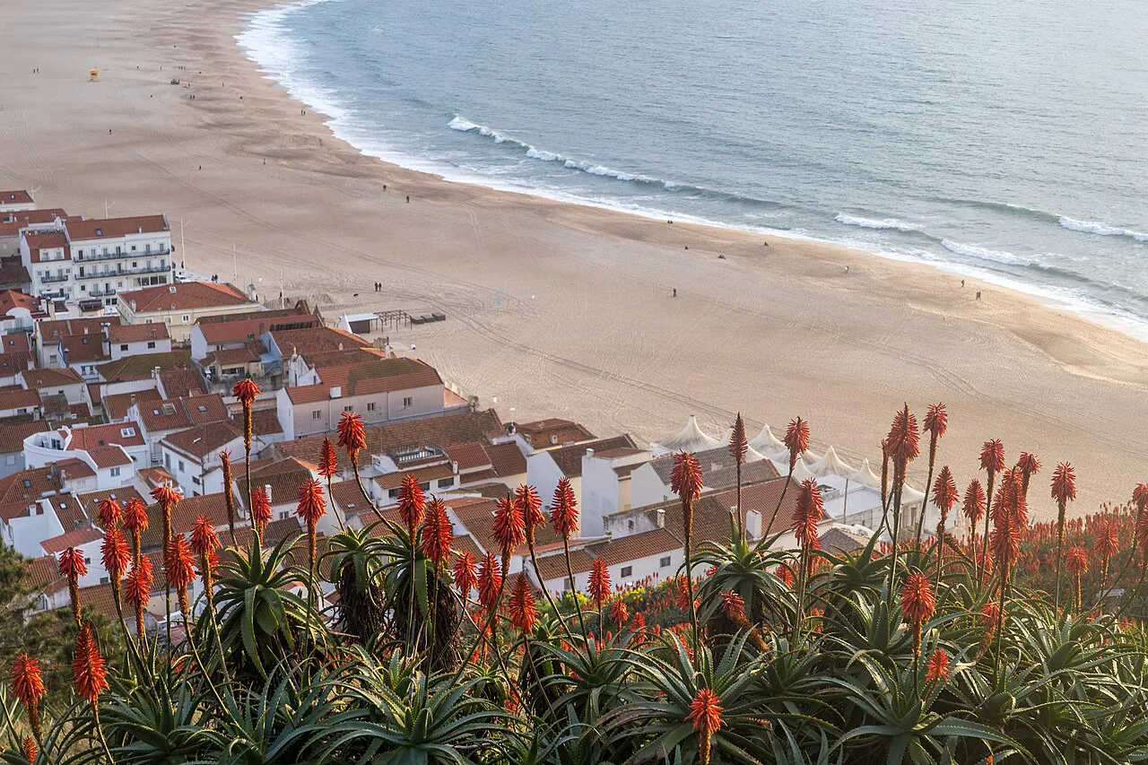 Nazaré's rooftops and beach seen from above beside flowering aloes.