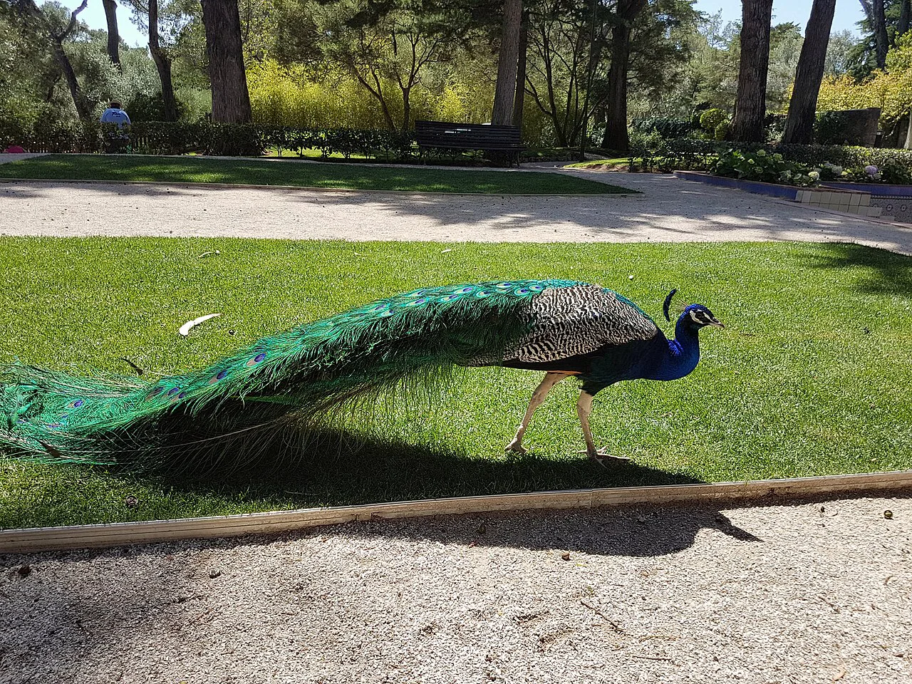 A peacock on the lawn in Parque Marechal Carmona, Cascais.
