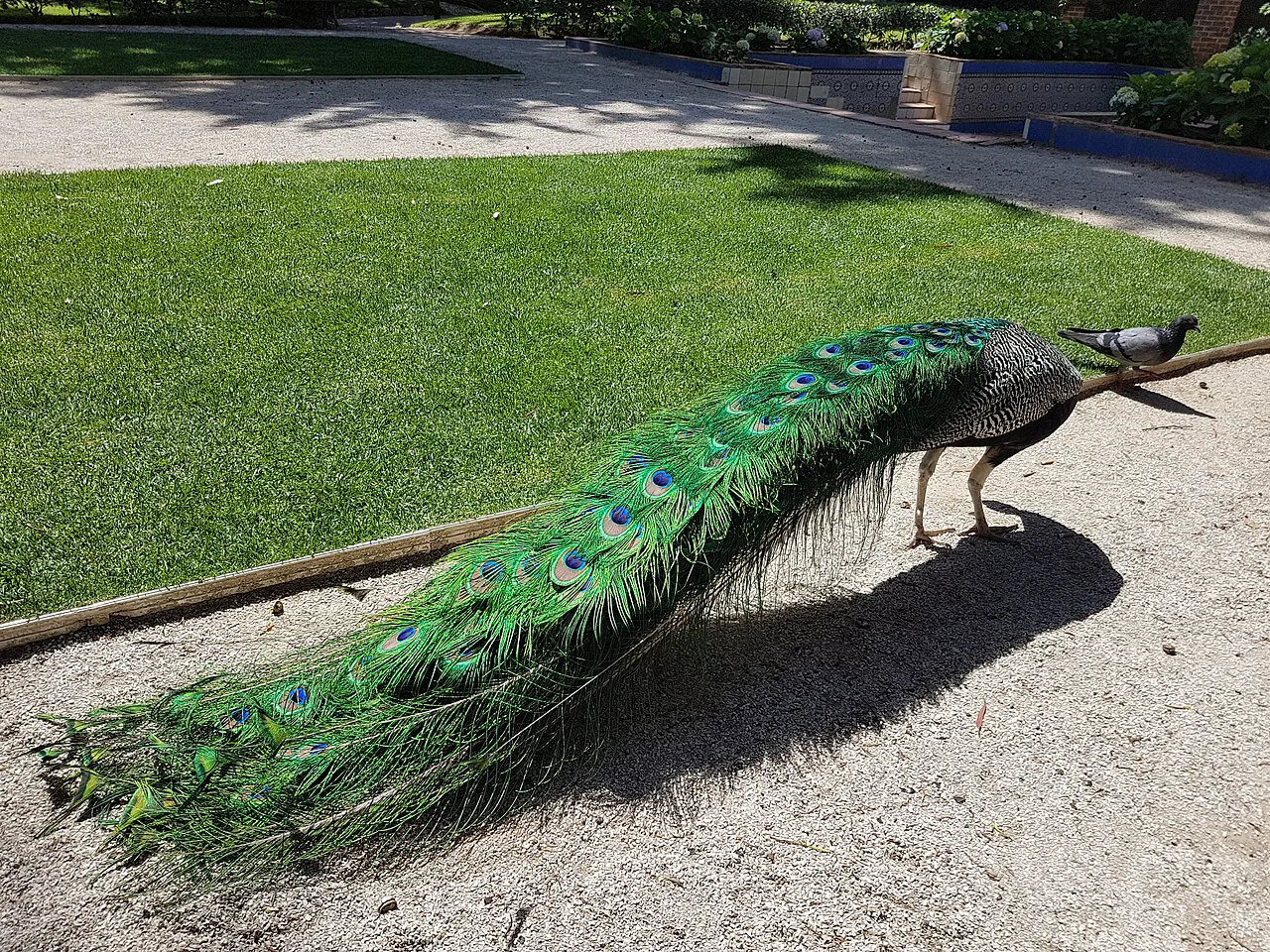 A peacock walking across the grass in Parque Marechal Carmona, Cascais.