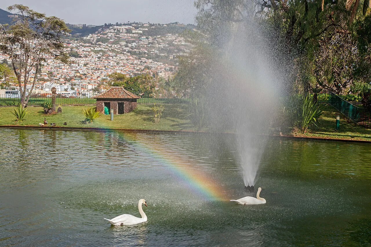 Swans and a fountain on the lake in Santa Catarina Park, Funchal.