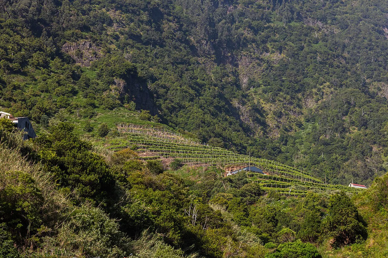 Terraced vineyards in São Vicente, Madeira.