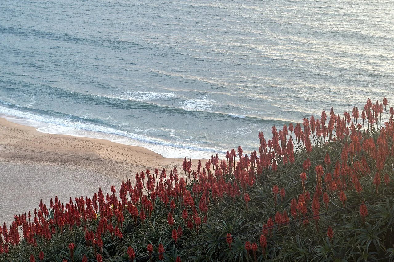 Waves breaking on Nazaré Beach beyond flowering aloes.