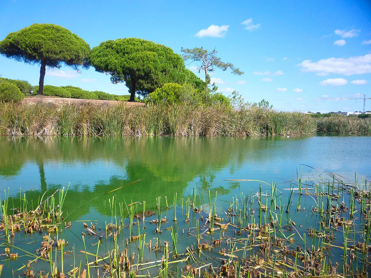 Umbrella pines above a lagoon in the Ria Formosa Natural Park.